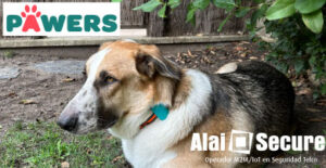 Alai Secure - Noticias: GPS y salud: Pawers, la App que localiza y cuida de tu mascota